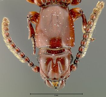 Media type: image;   Entomology 33347 Aspect: head dorsal view